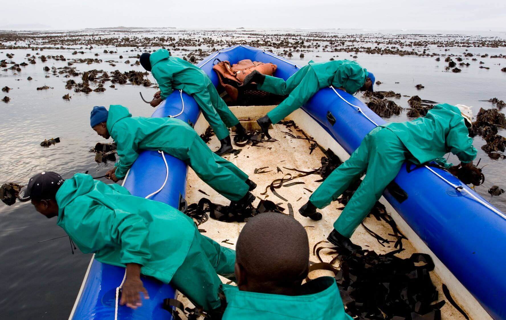 Afrikelp harvest