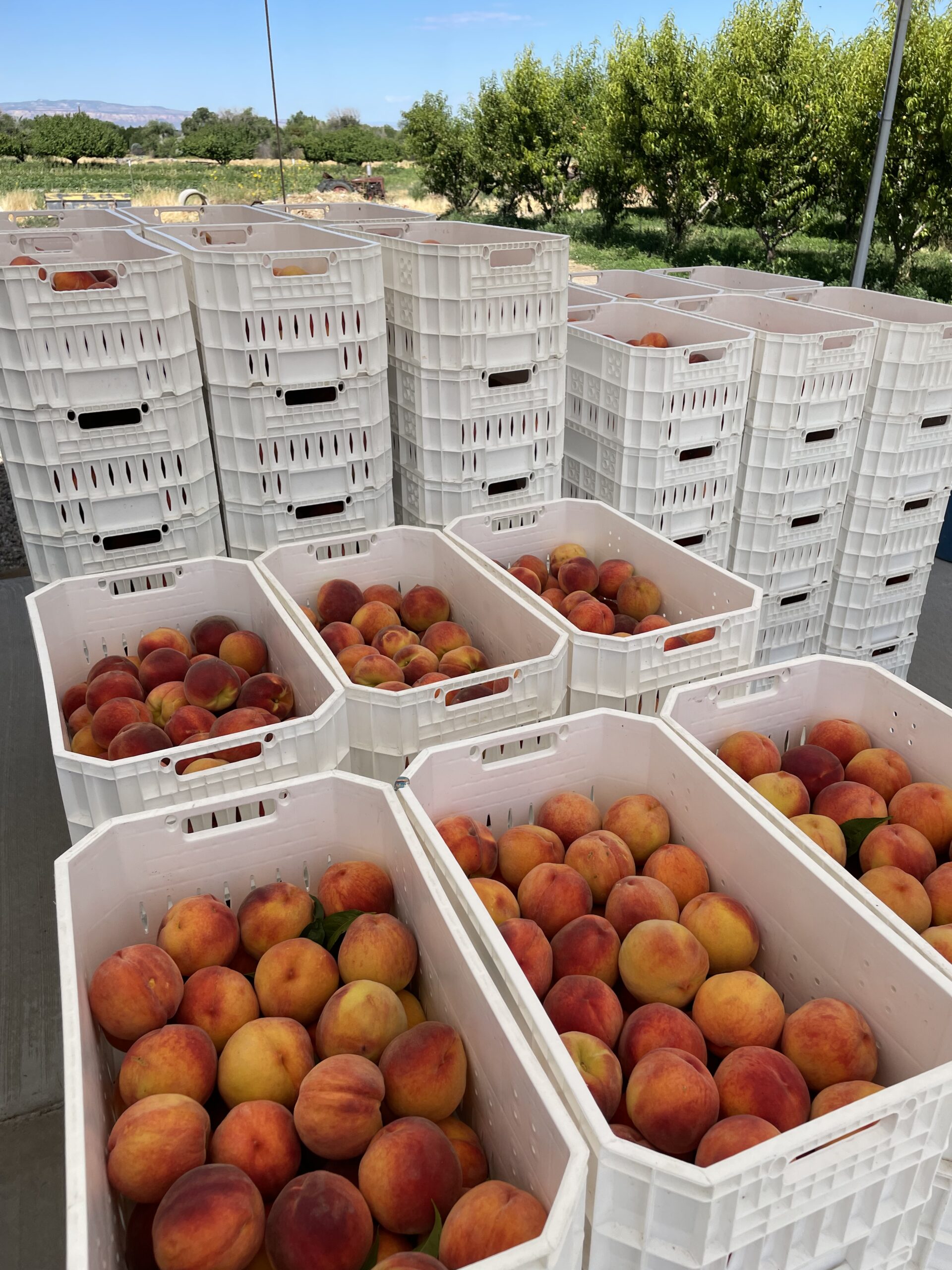 Bluebird Organic Fruit aims to produce 100,000 pounds a year and expects to increase production.
