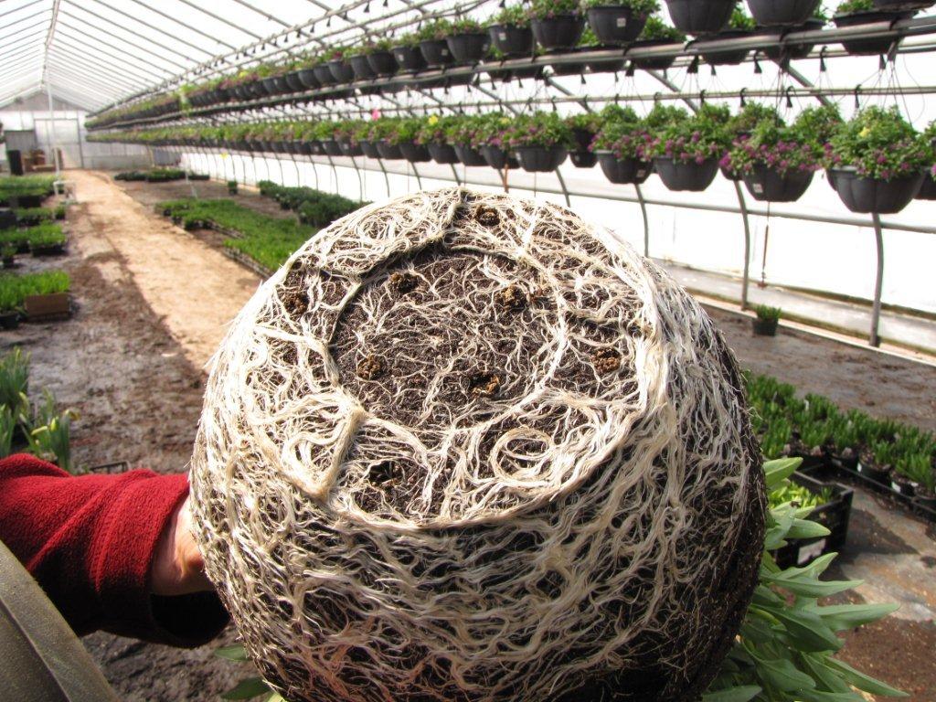 healthy roots photo