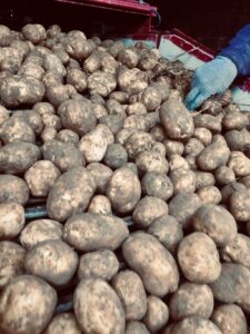 potato crop