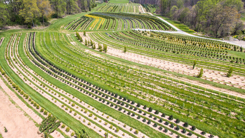 Grass strips between nursery stock, Harford County Maryland