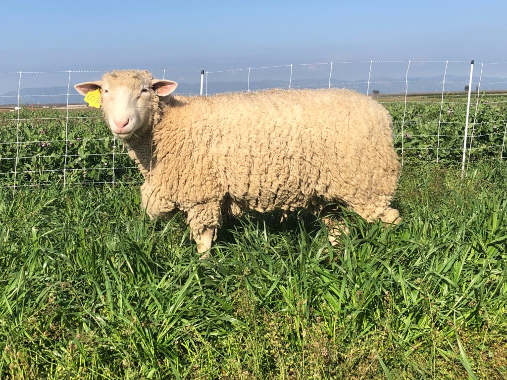 sheep in cover crop agriculture