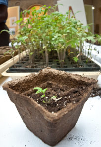 A tomato plant in a fiber growing container