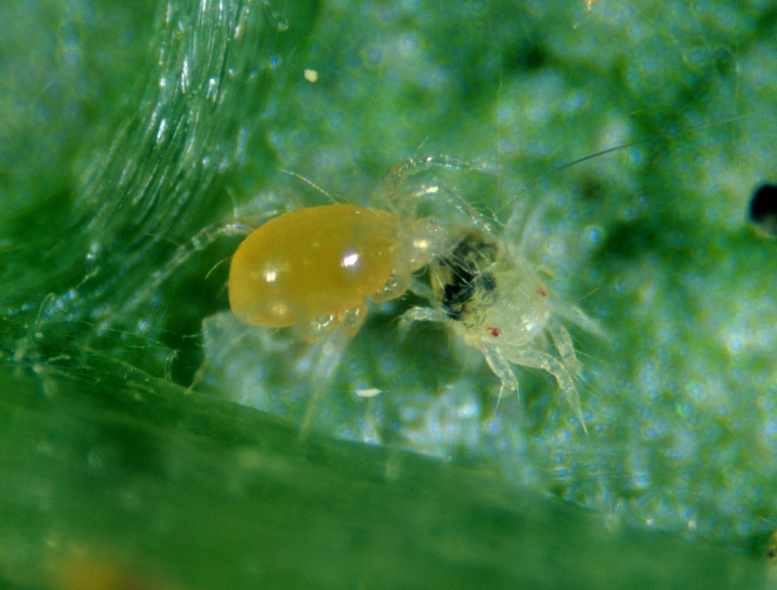 Predatory mite Phytoseiulus persimilis attacking two spotted spider mite prey