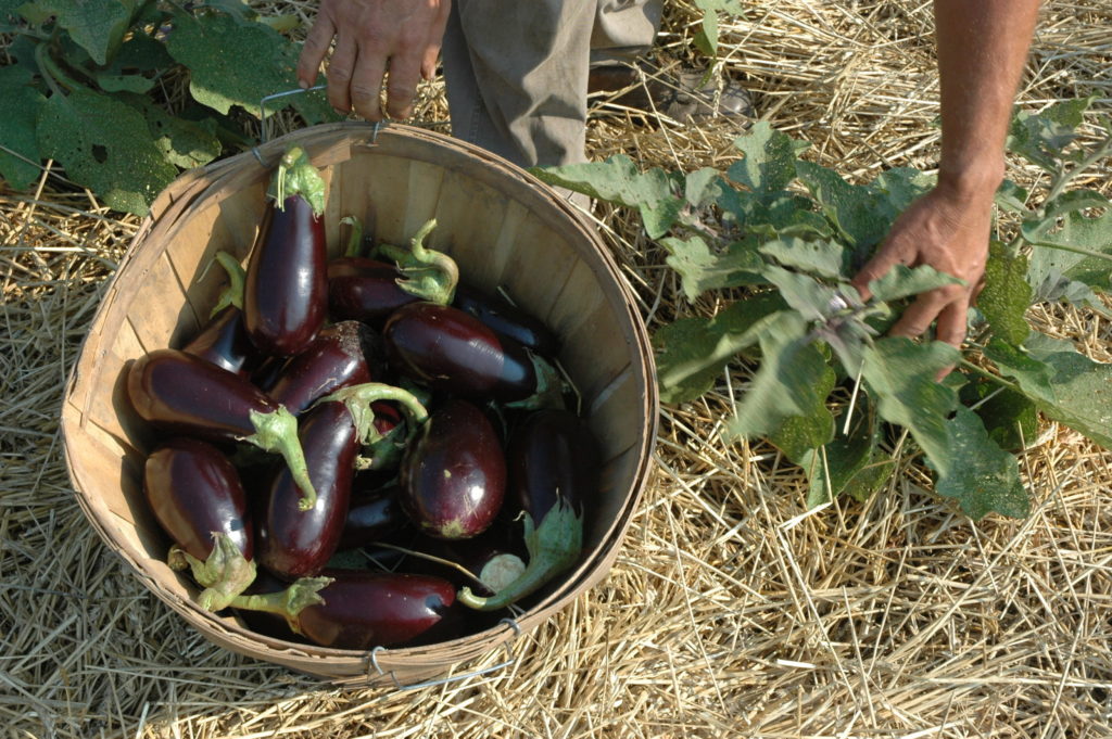 eggplant harvest photo