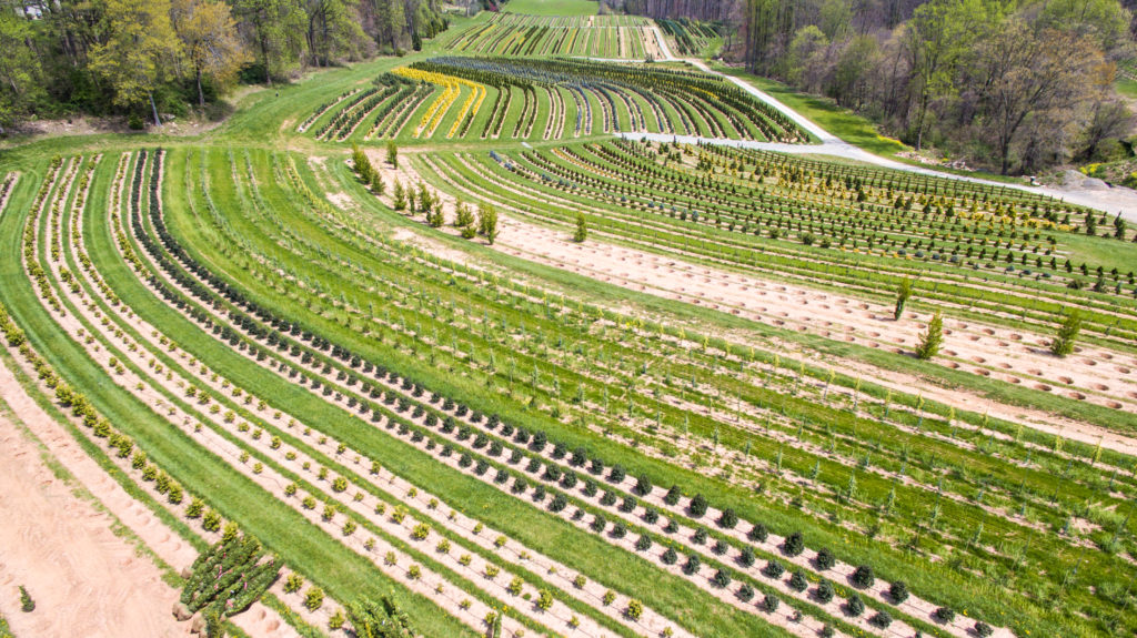 Grass strips between nursery stock, Harford County Maryland