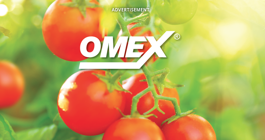 Image of tomatoes on the vine with OMEX logo on top of it