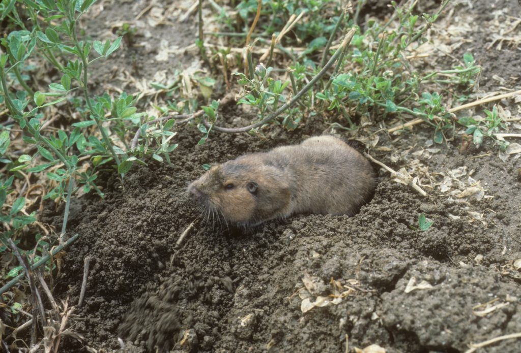 A California pocket gopher emerging from a hole. 