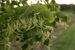 A Basswood tree forms seed pods and blossoms that will eventually produce basswood honey, unique minty-flavored honey, one of many the farm offers.