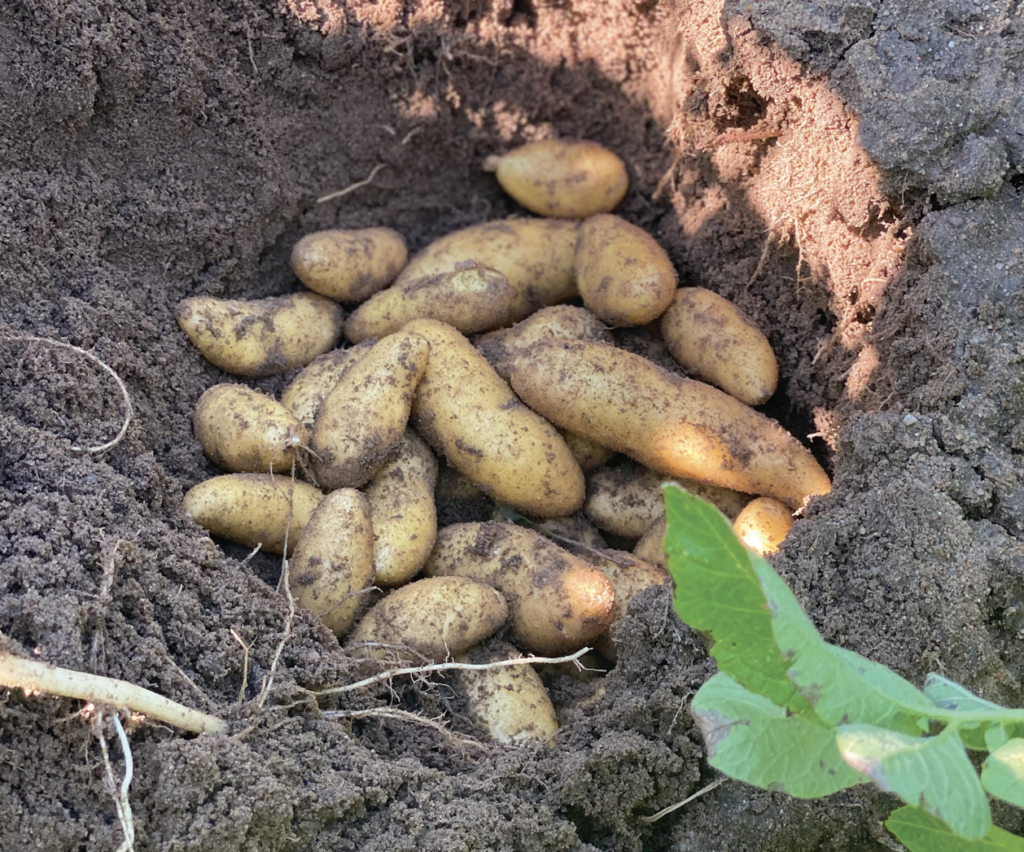 Fingerling potatoes at harvest. Strohauer Farms produces many of these specialty varieties.