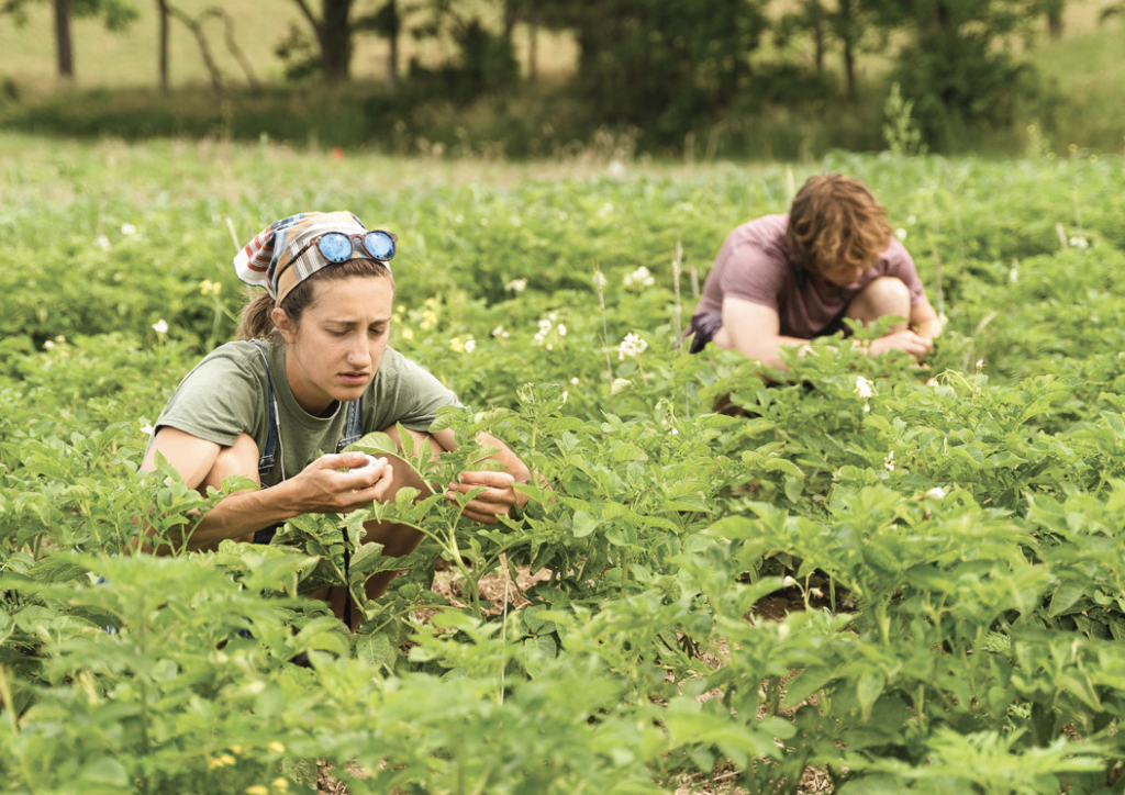 Research interns scout for pests in the Rodale Institute's Vegetable Systems Trial.