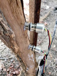 Two FloraPulse probes installed in a grapevine. Photos: FloraPulse