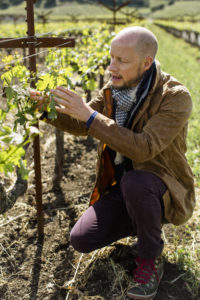 Tod Mostero, director of viticulture and enology, observes vines in Napanook Vineyard. Photos: Dominus Estate
