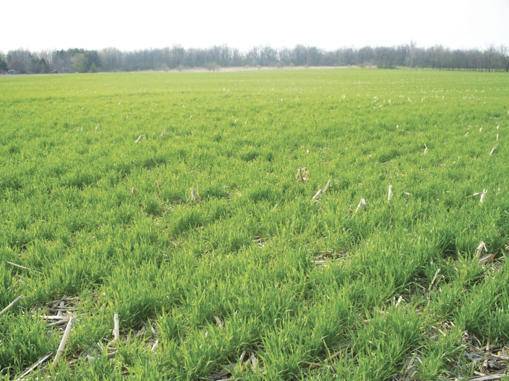Overwinter cover crops, like cereal rye, will need to be terminated in the spring. Photo: Dean Peterson