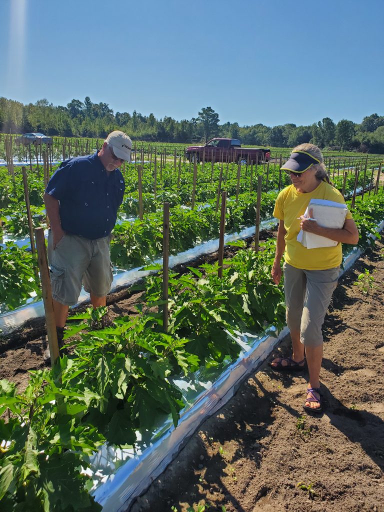 Director of Farming Chuck Trolley and Director of Science and Research Jan Garrett, scout an eggplant field.