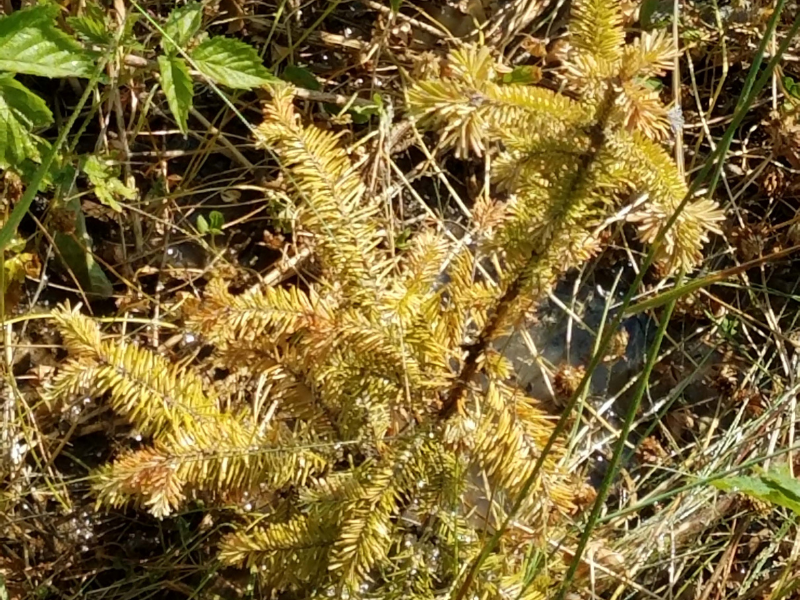One of the conifer seedlings showing strong symptoms of stress in the third year of the field experiment. The study found negatively affected the trees. Photo: Jake Nash