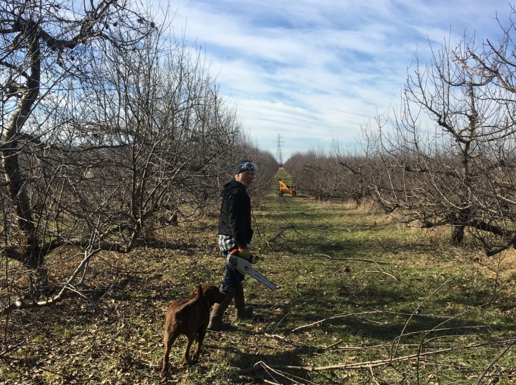 Jim Koan pruns the orchard in early Spring with Baylee the dog, whose two favorite foods are mice and donuts, "both of which we have lots of on the farm," according to Koan's daughter. In the background is a Brownie Tree Trimmer that he uses for taller trees. 
