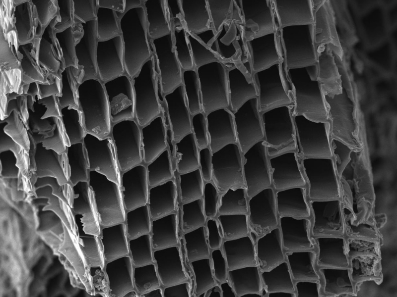 A scanning electron micrograph image showing the small pores in the biochar. The microscopic structure of biochar is similar to the structure of the wood that was used to produce the biochar. These pores are particularly important for water and nutrient retention in the soil. Photo: Jake Nash and Amy Albin