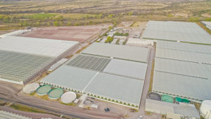 62 acres of Wholesum greenhouse production in Sonora, Mexico