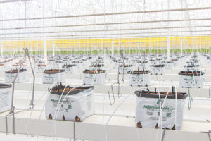 High-tech container production in Wholesum’s new organic tomatoes greenhouse