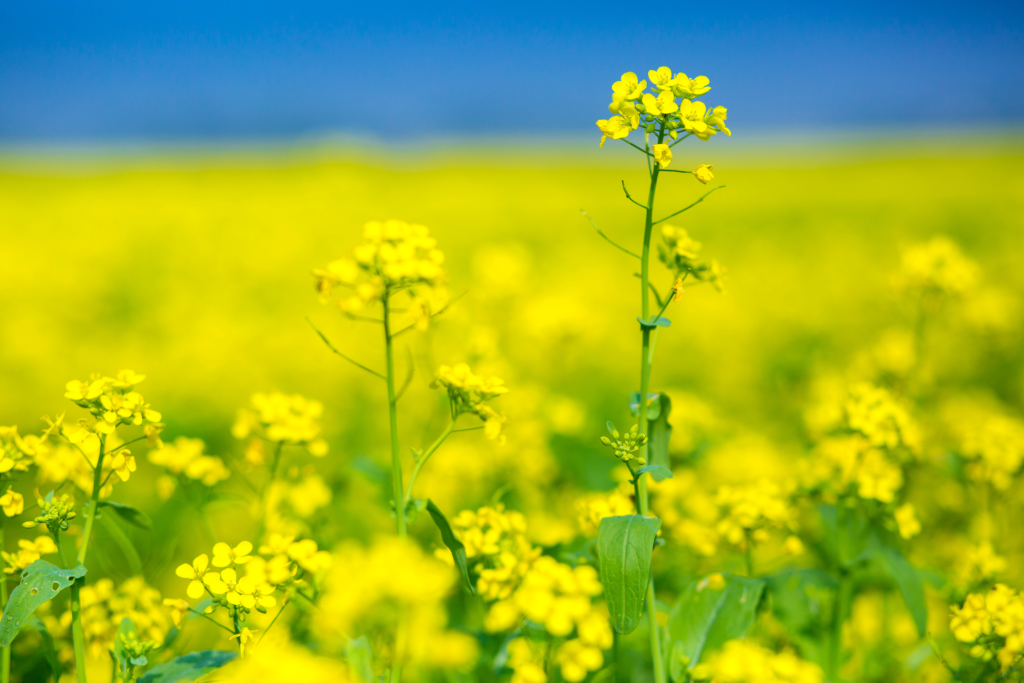 Fall foragers Mustard cover crops provide biofumigation Organic Grower