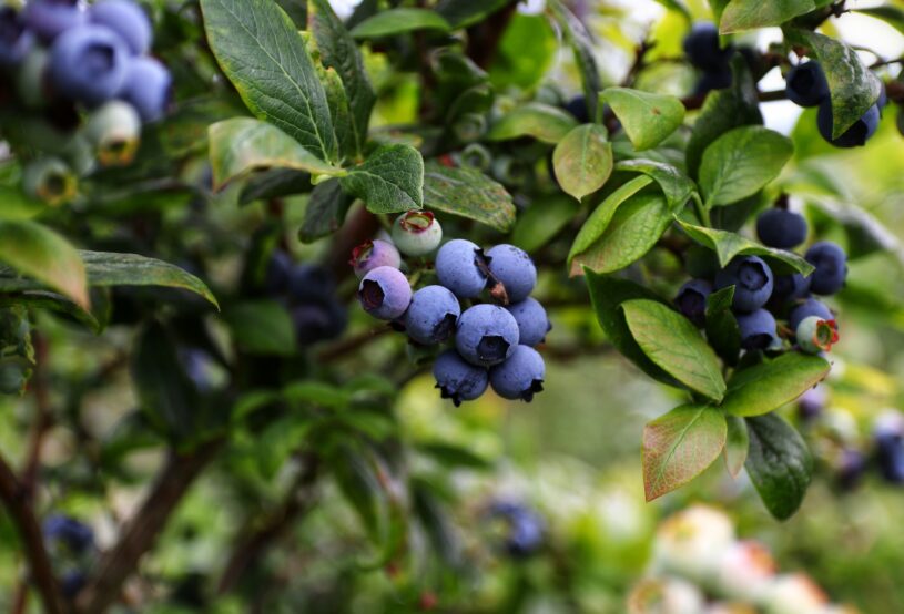 Organic Grape Supplies Transition to San Joaquin Valley