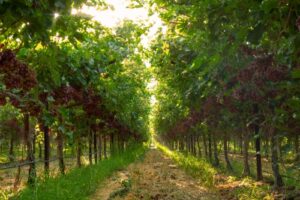 sunview-organic grapes