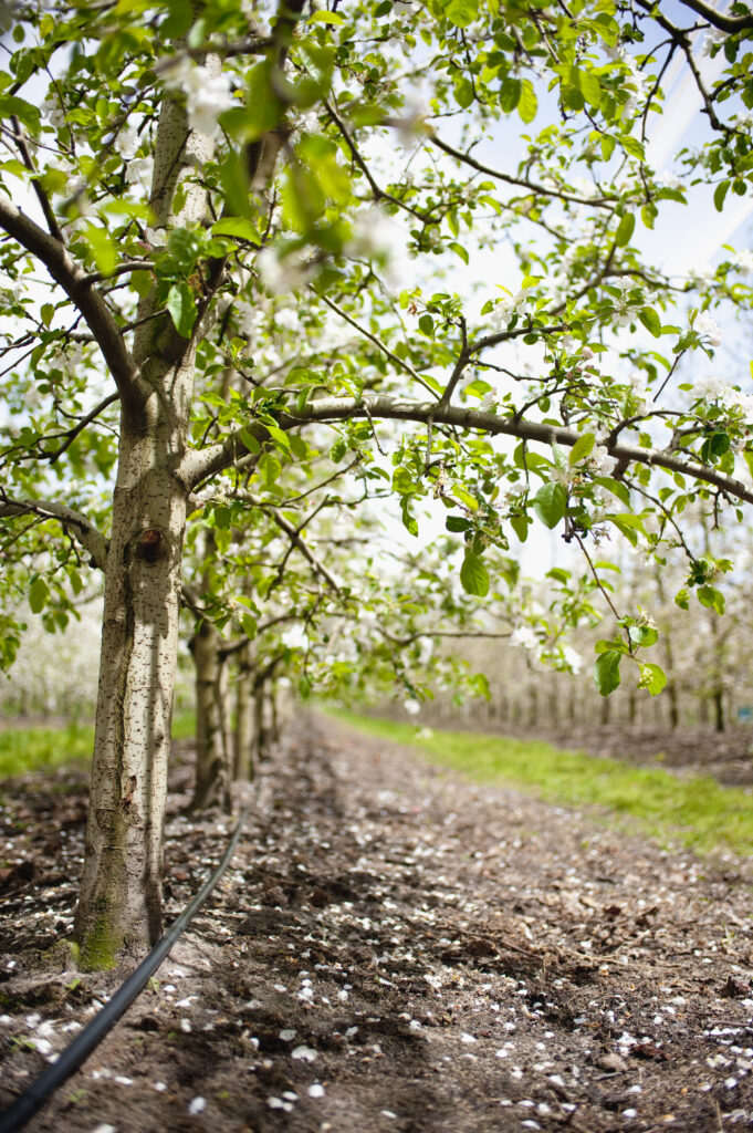Planning is key for running efficient irrigation systems, like in this apple orchard. 