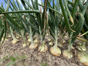 Close-up of rows of onions growing in soil.