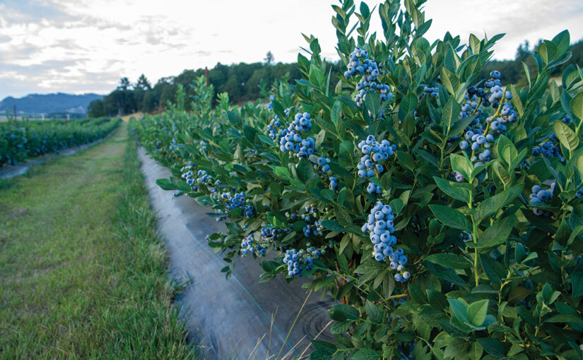 Blueberries growing on bushes.