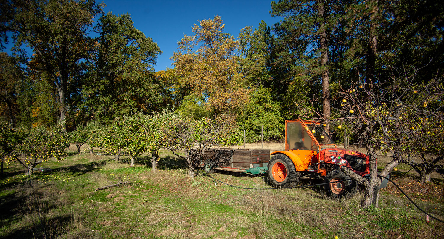 Indigeny's 240-acre apple farm features over 50 varieties on two ranches. Photo: Matt Hannon