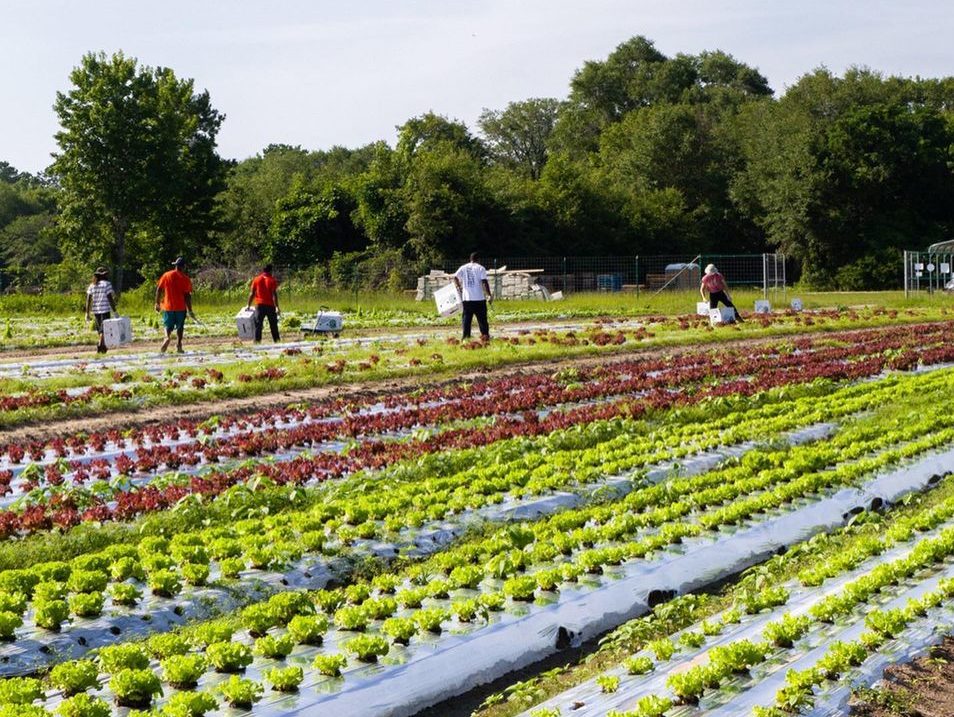 Organic farming poised for huge growth worldwide as consumers avoid chemicals