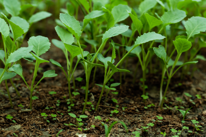 Iowa State research seeks answers for heat-tolerant broccoli