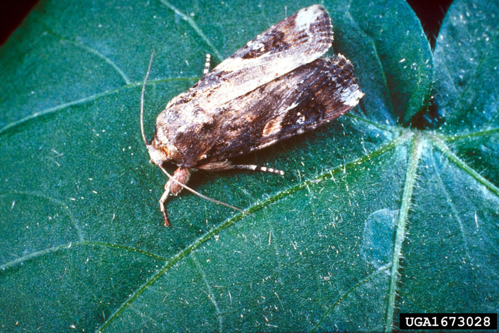 Fall armyworm moth