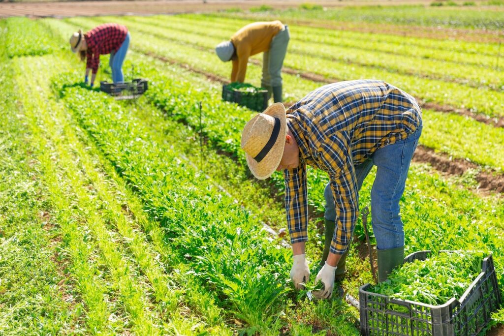 NPC welcomes Trump comments addressing agricultural workers