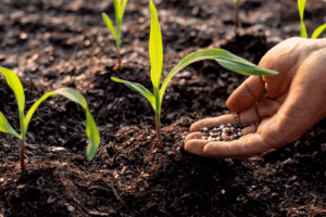 Hand full of organic material, reaching down to the dirt where small plants shoots are growing.