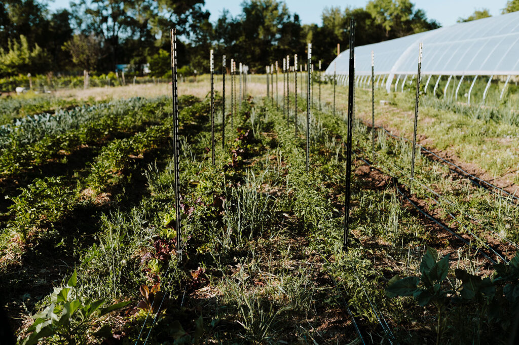Chispas farm organic