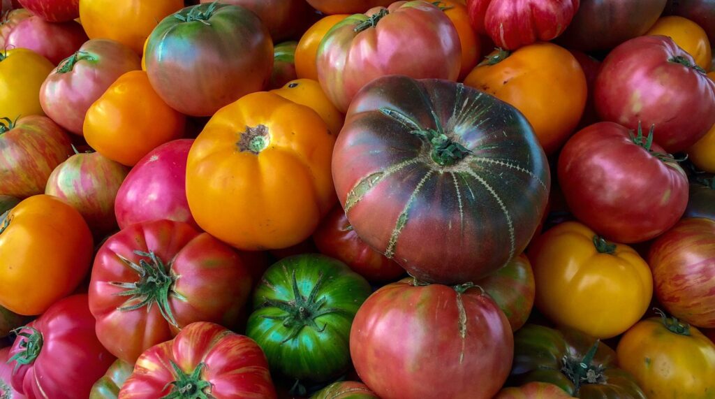 Research into efficacy of organic fertilizer for tomatoes funded