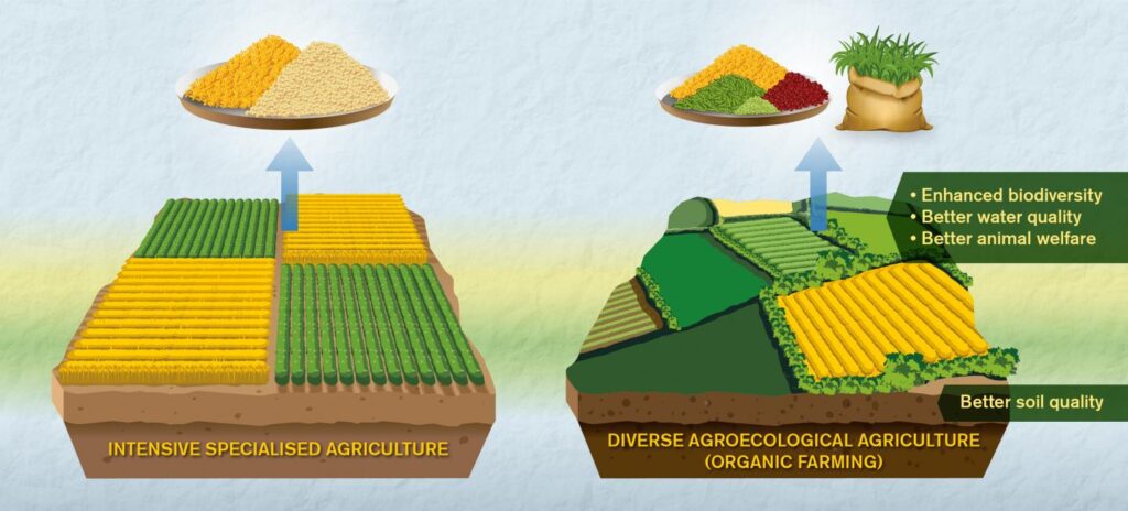 Comparisons of conventional and organic ag fall short, study says