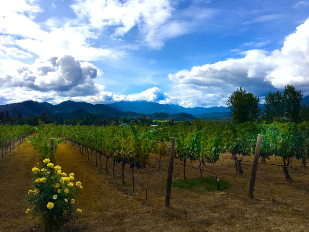 Troon Vineyard