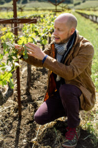 Tod Mostero, director of viticulture and enology, observes vines in Napanook Vineyard. Photos: Dominus Estate
