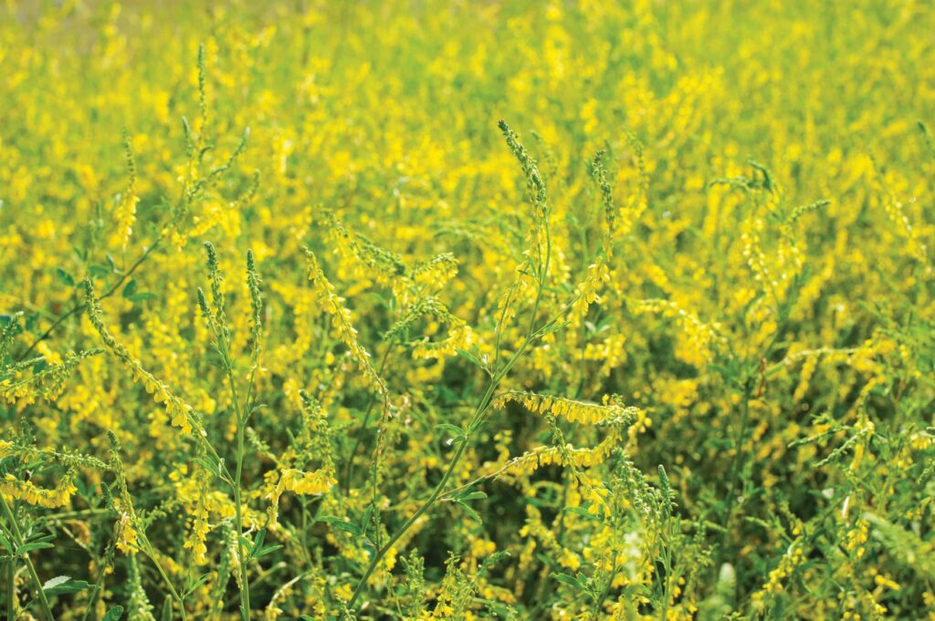 Cover crops and chess