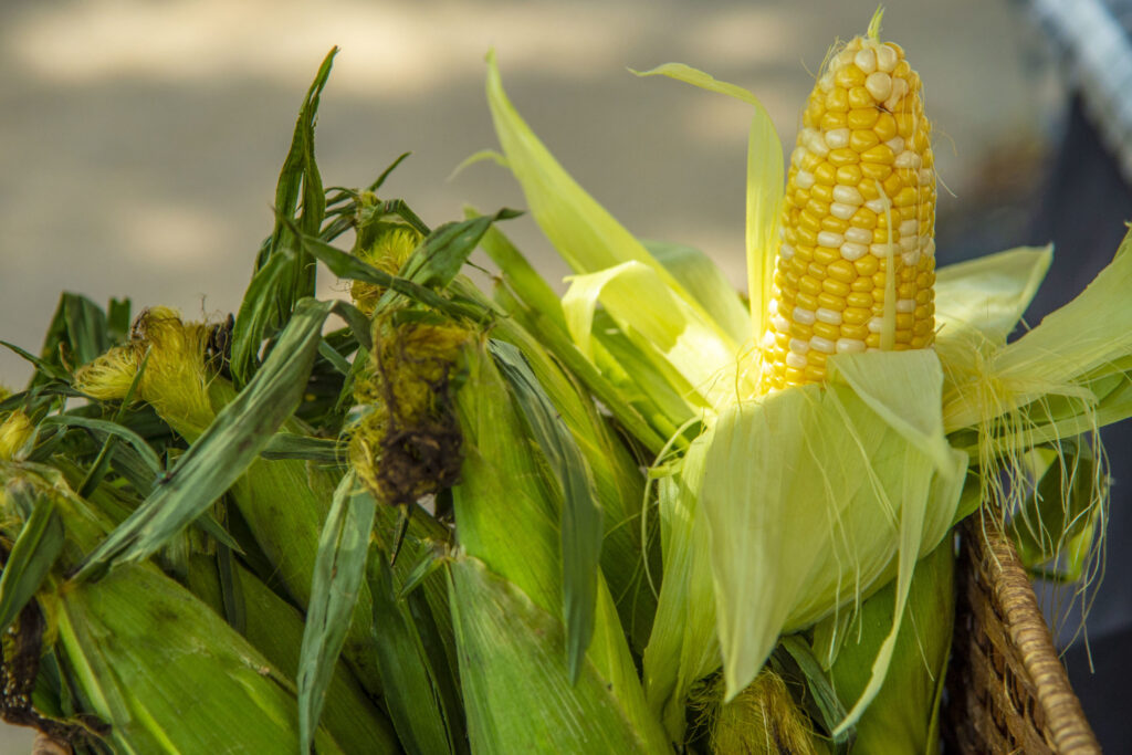 Nitrogen management key for organic sweet corn