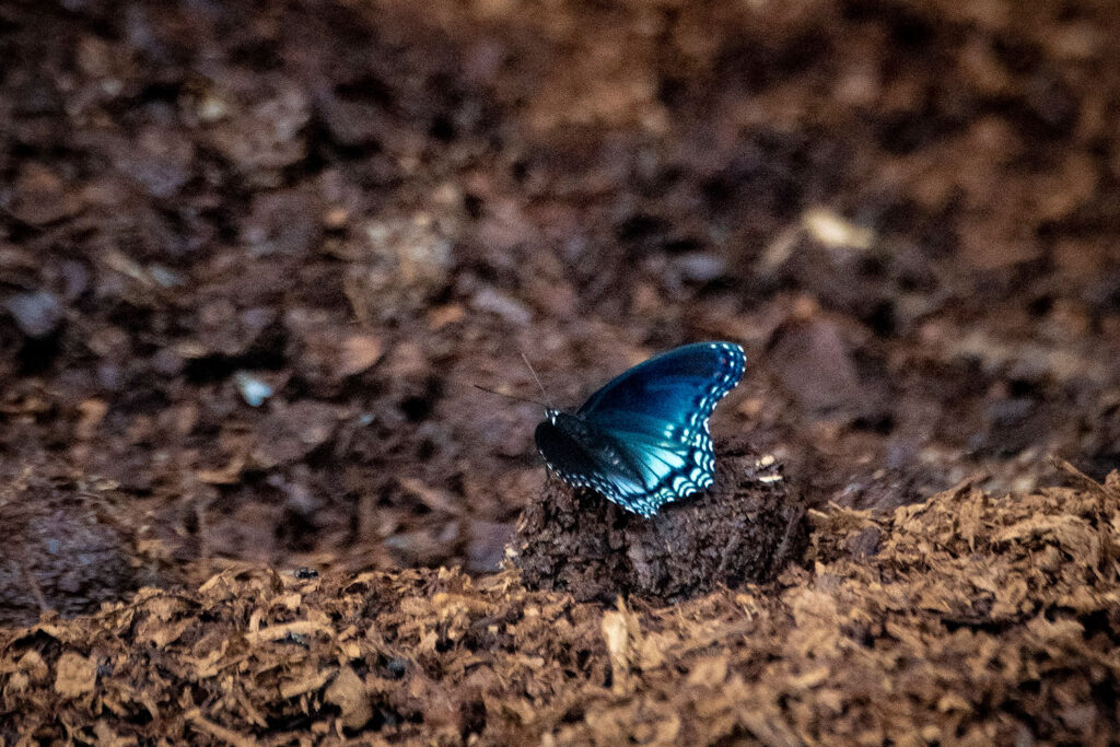 Organic matter cuts plant-microbe links, soil scientists say