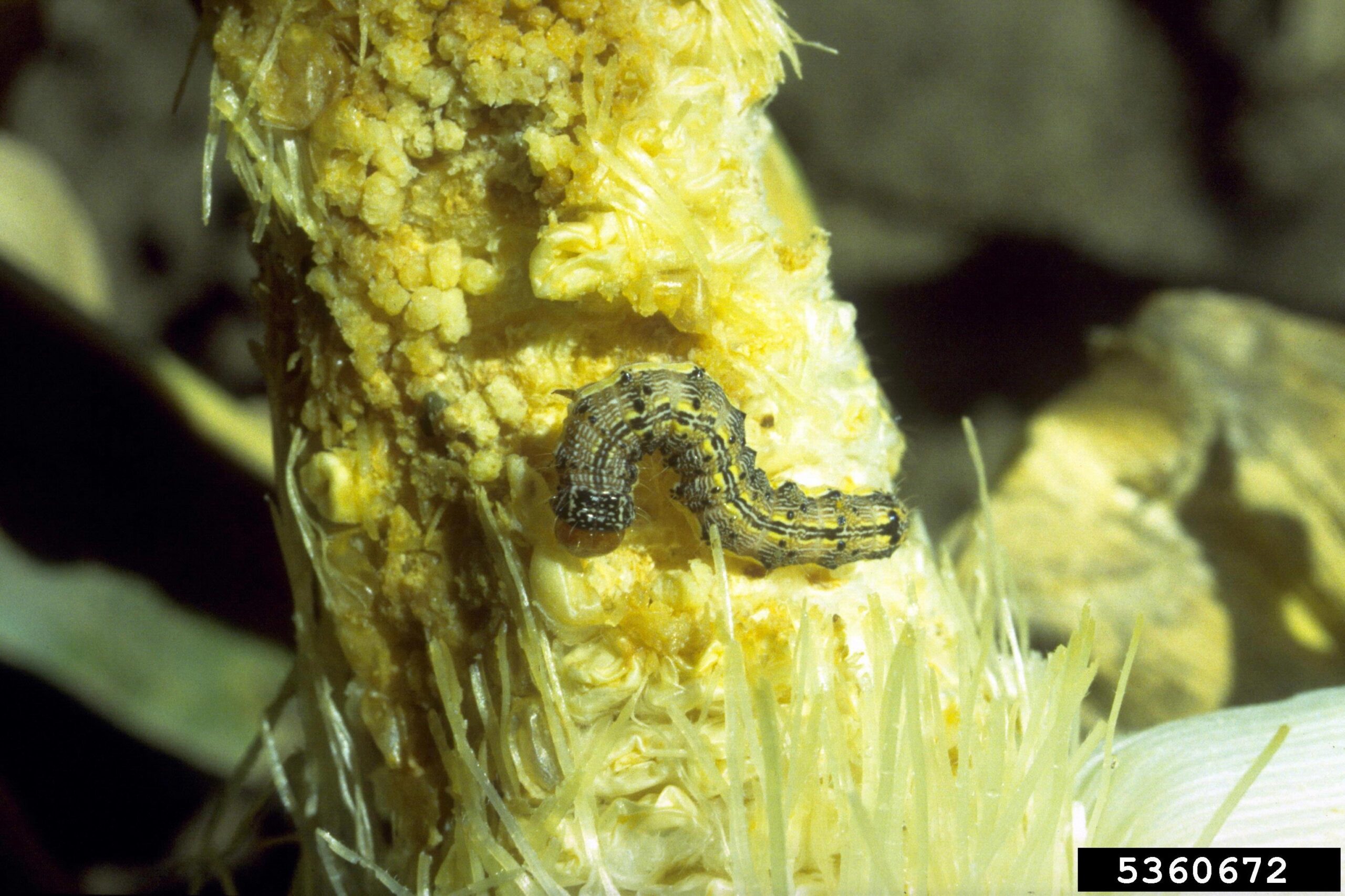 Corn earworm