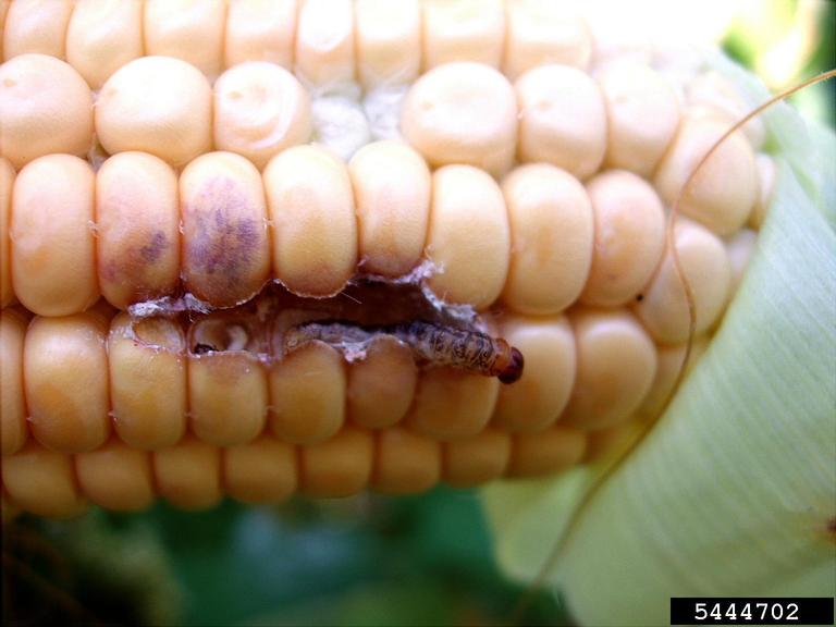 European corn borer 