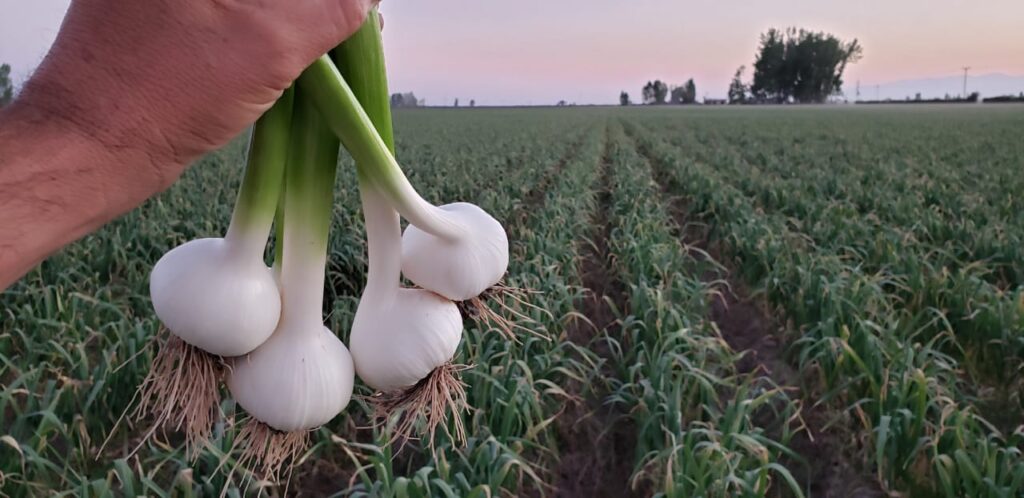 A & A Organic Farms introduces new label for garlic
