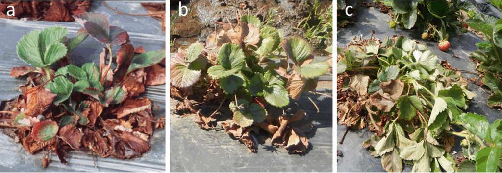 strawberry plants