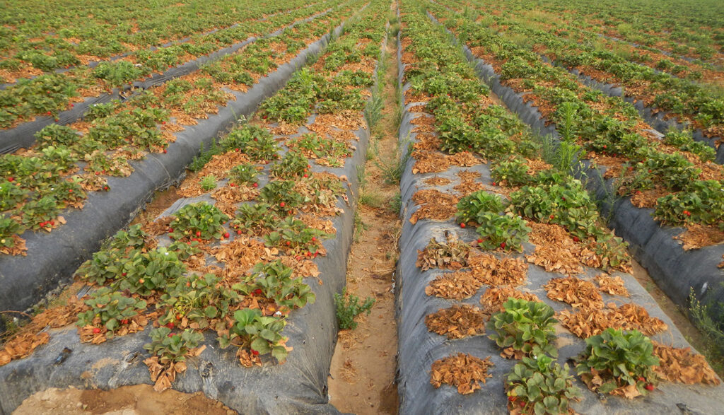 diseased strawberry plants