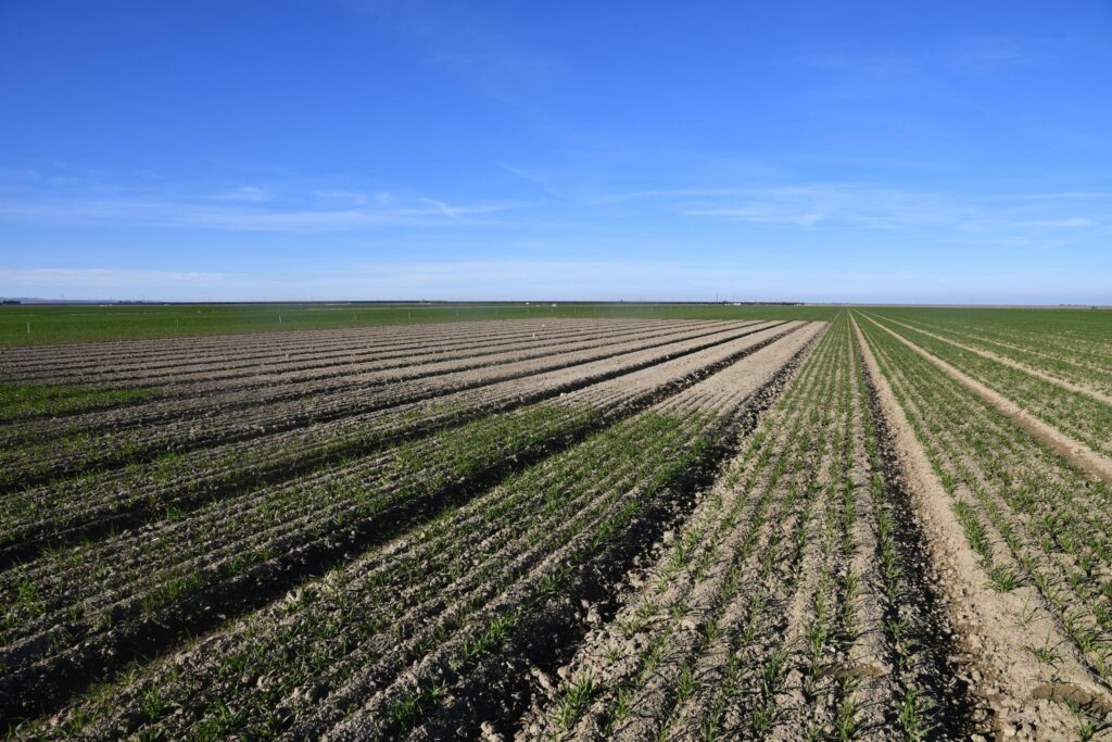 New cover crop research informs plans for groundwater sustainability